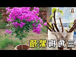 九重葛 繁殖